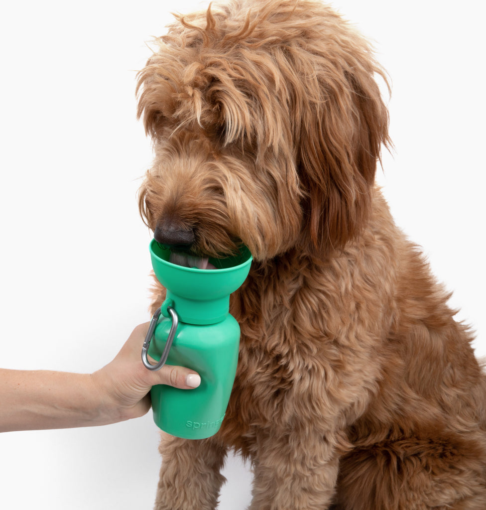 Flip Springer Green Bottle